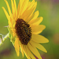 Mellow Yellow